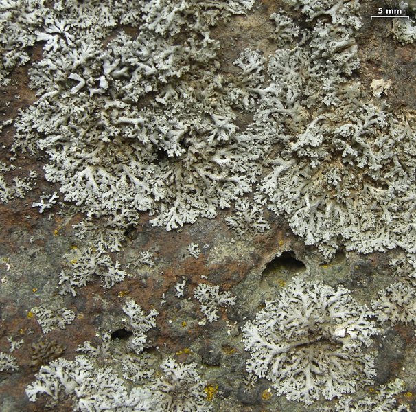 Physcia dubia