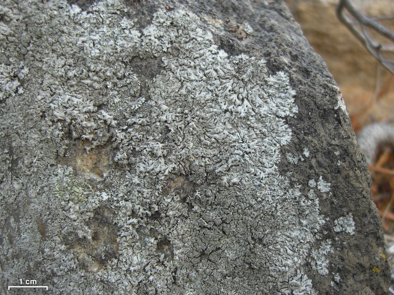 Physcia dubia
