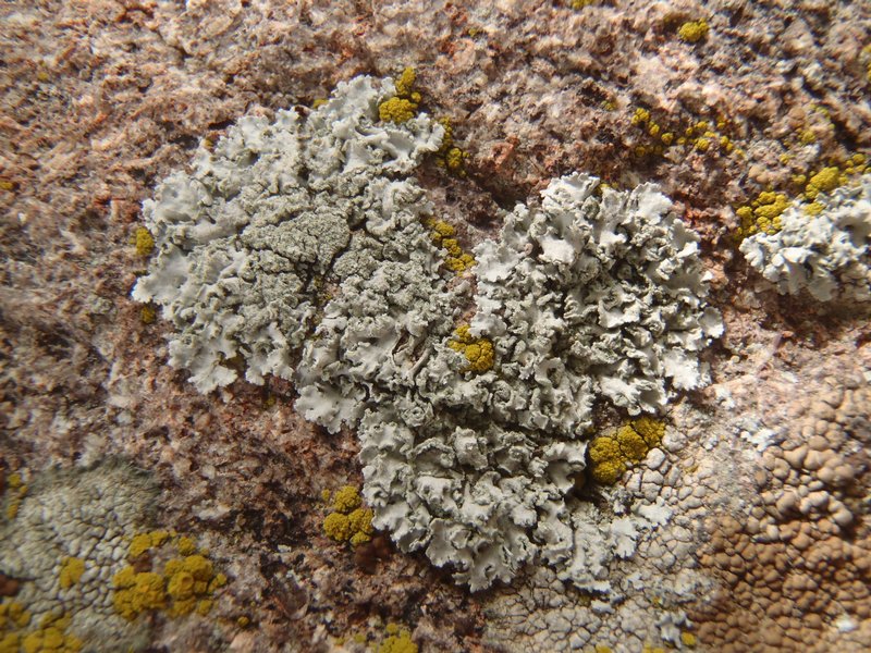 Physcia dubia