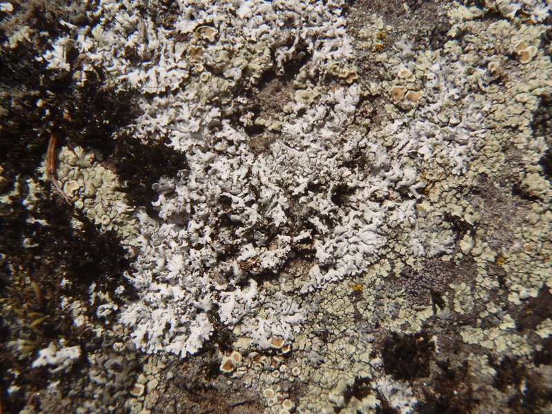 Physcia dubia