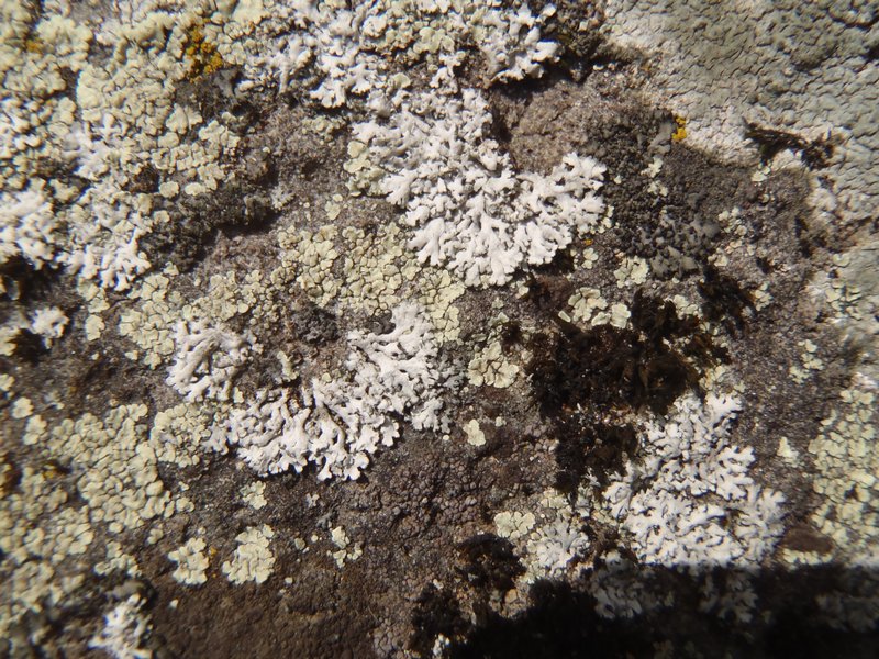 Physcia dubia