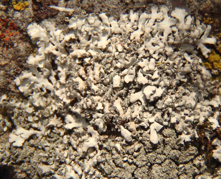Physcia dubia