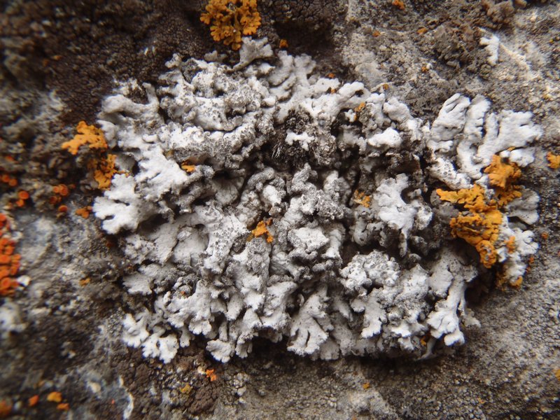 Physcia dubia