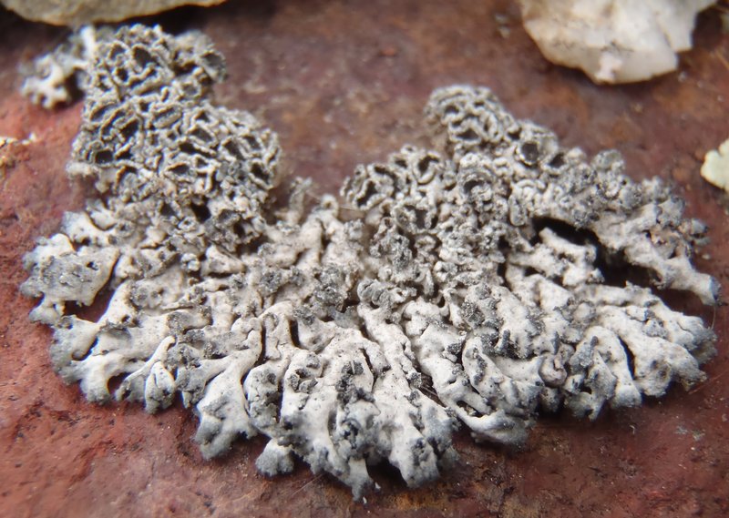 Physcia dubia