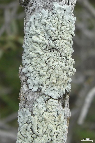 Physcia erumpens