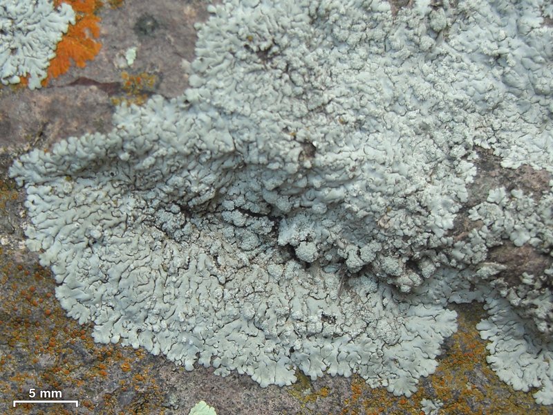 Physcia erumpens