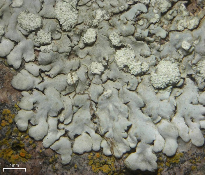 Physcia erumpens