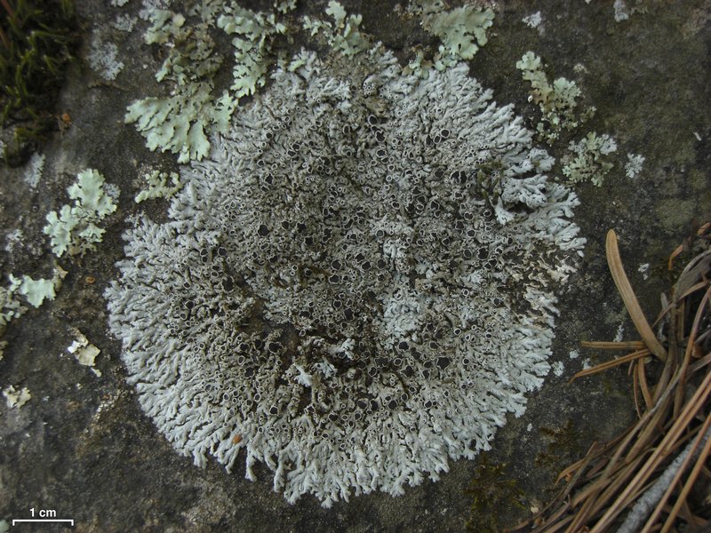 Physcia halei