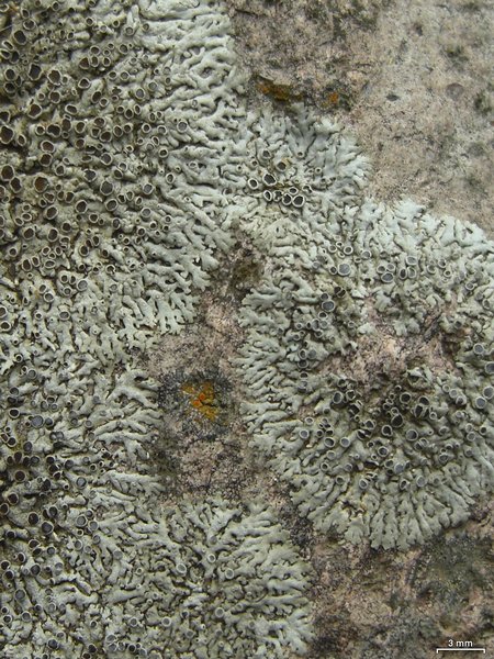 Physcia halei