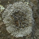 Physcia halei