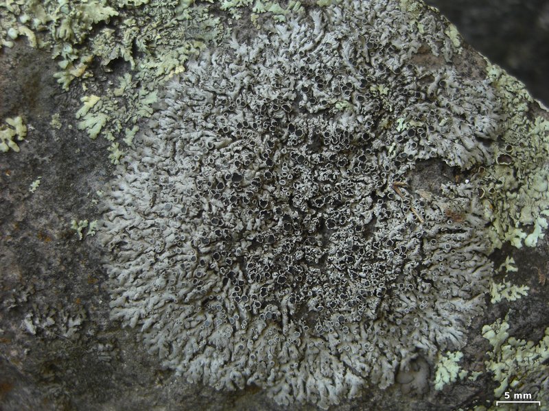 Physcia halei