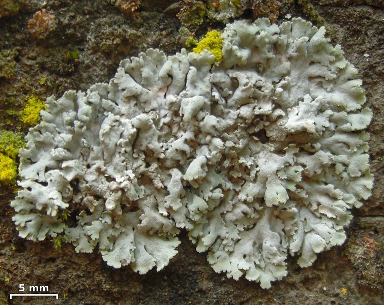 Physcia magnussonii
