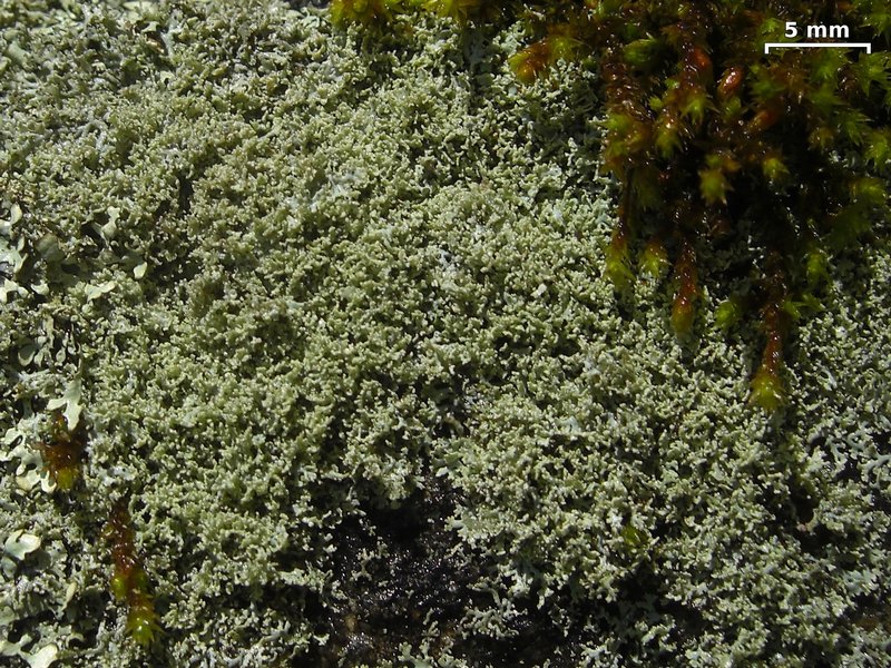 Physcia millegrana