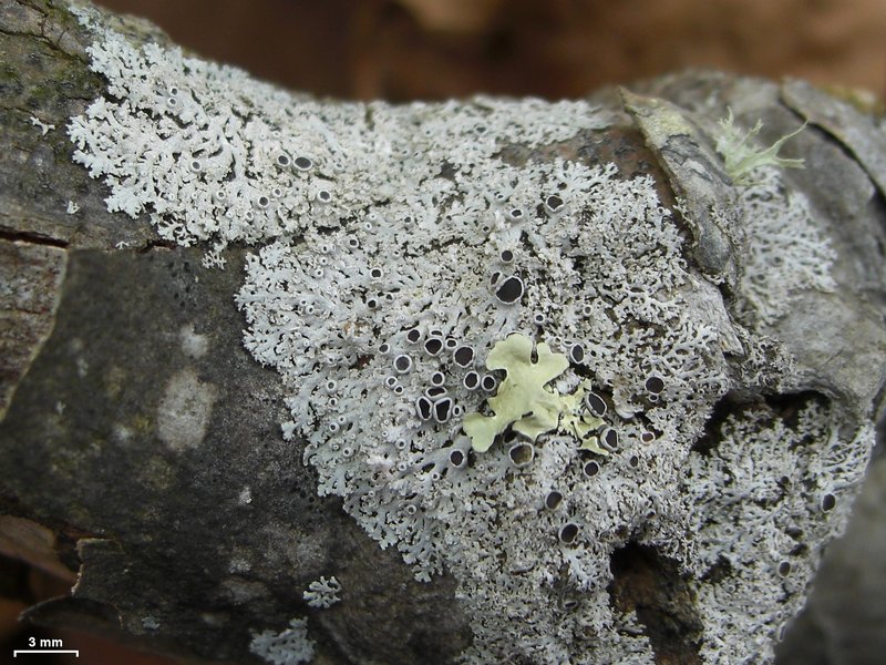 Physcia millegrana