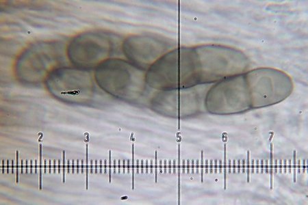 Physcia neogaea