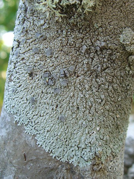 Physcia neogaea