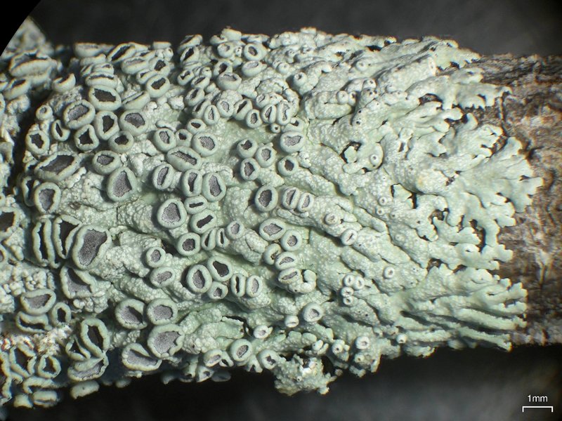 Physcia neogaea