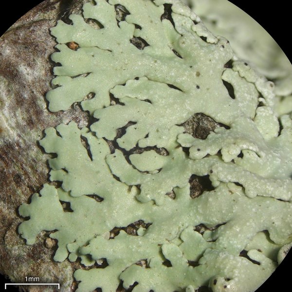 Physcia neogaea