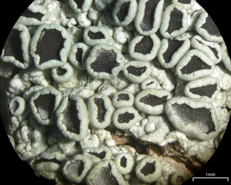 Physcia neogaea