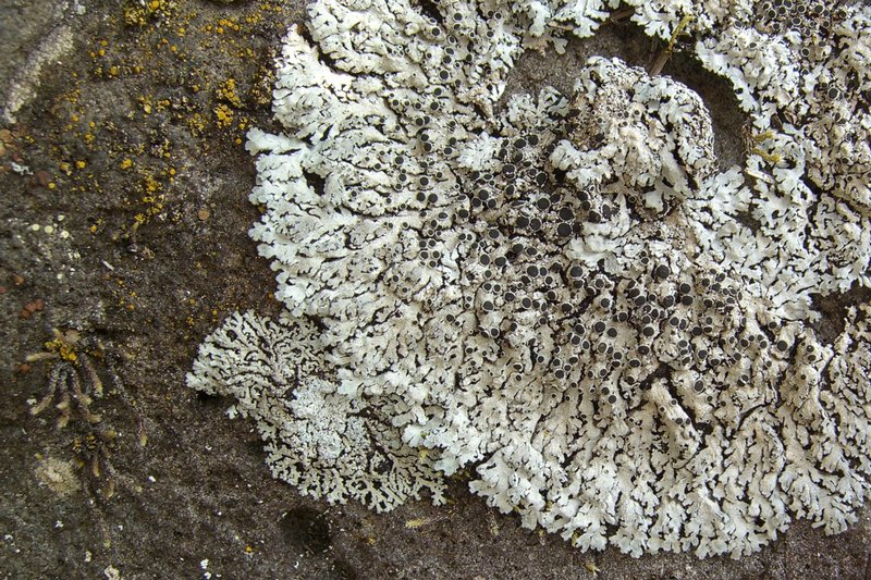 Physcia phaea