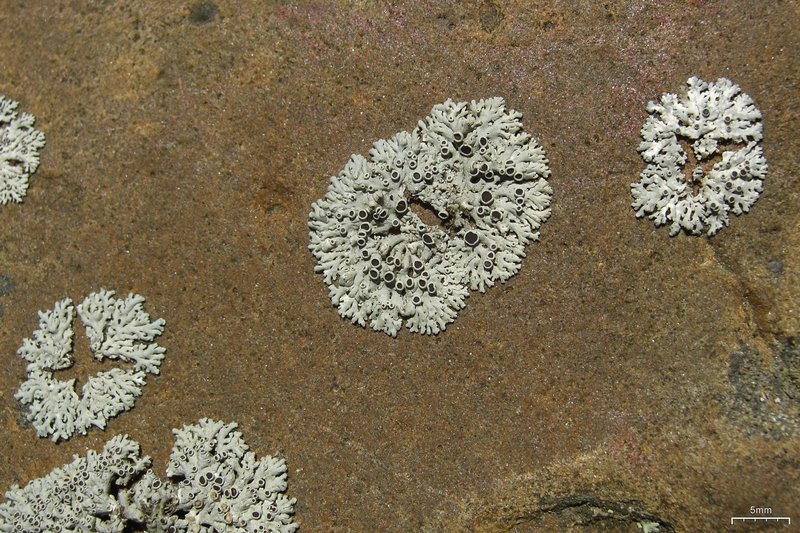 Physcia phaea