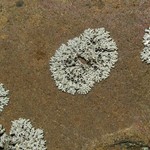 Physcia phaea