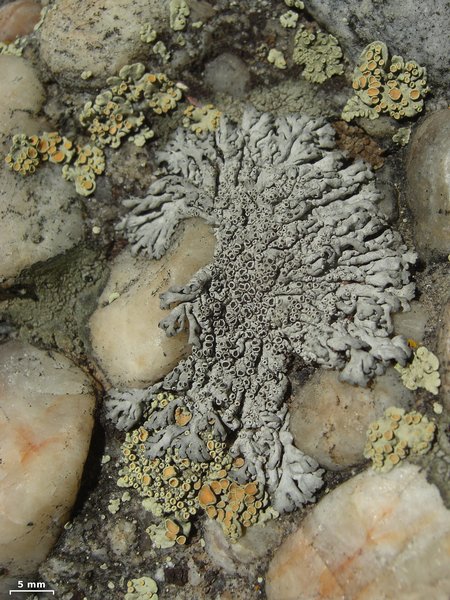Physcia phaea