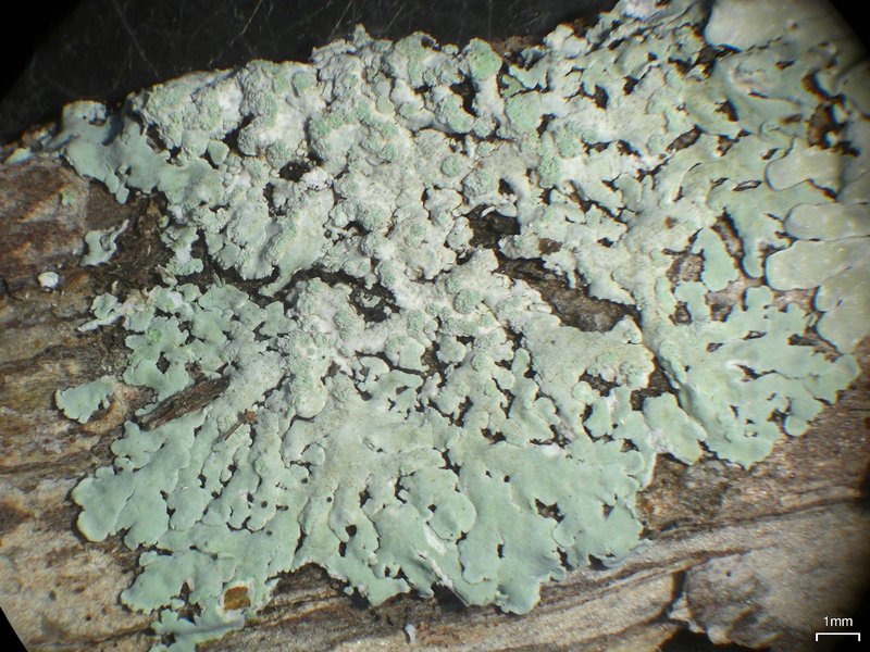 Physcia poncinsii