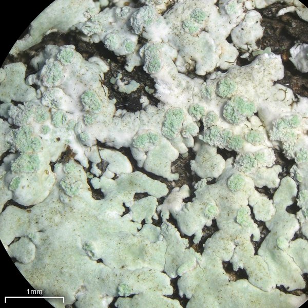 Physcia poncinsii