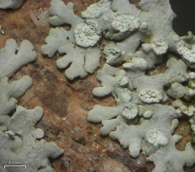 Physcia poncinsii