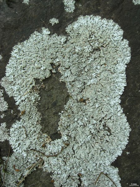 Physcia pseudospeciosa