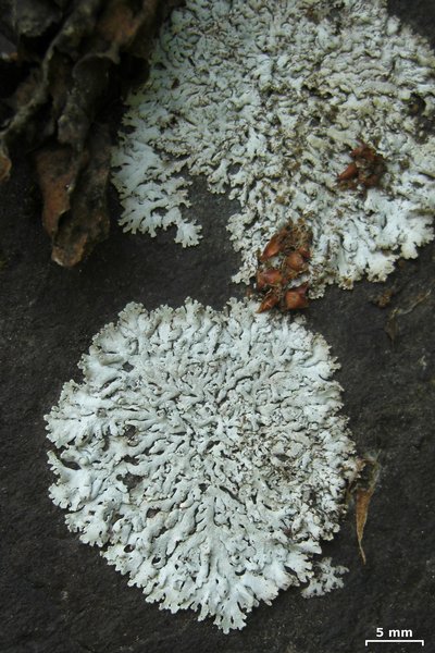 Physcia pseudospeciosa