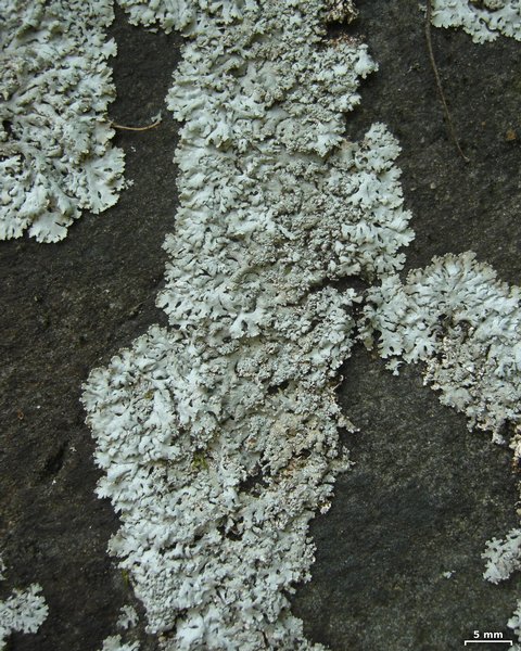Physcia pseudospeciosa