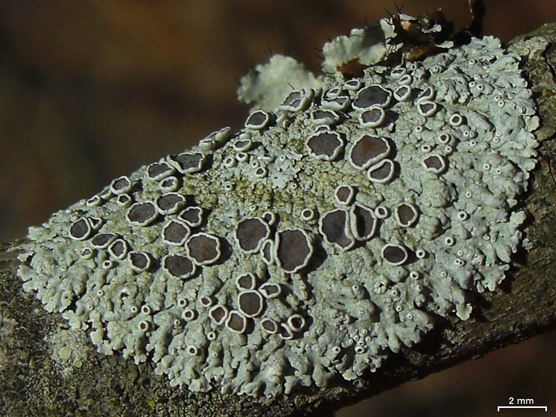 Physcia pumilior