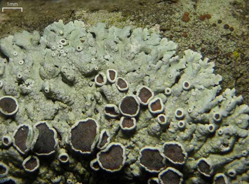 Physcia pumilior
