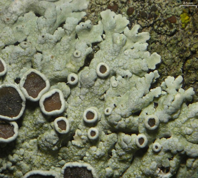Physcia pumilior