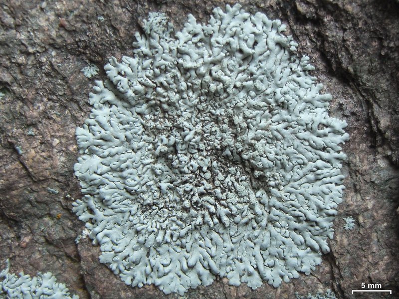 Physcia sorediosa