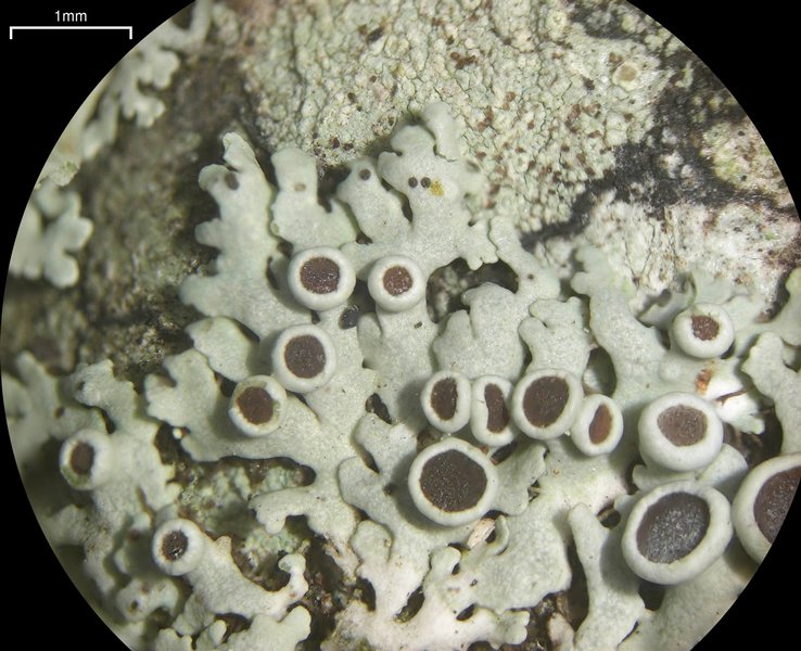 Physcia stellaris