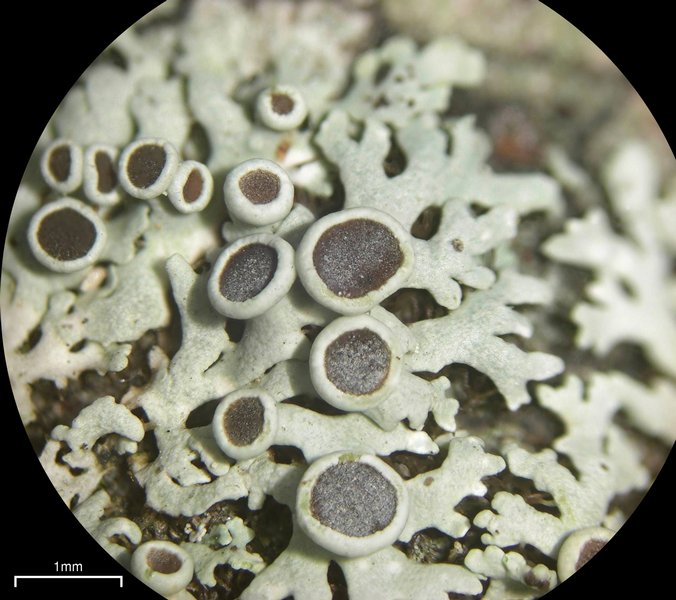 Physcia stellaris
