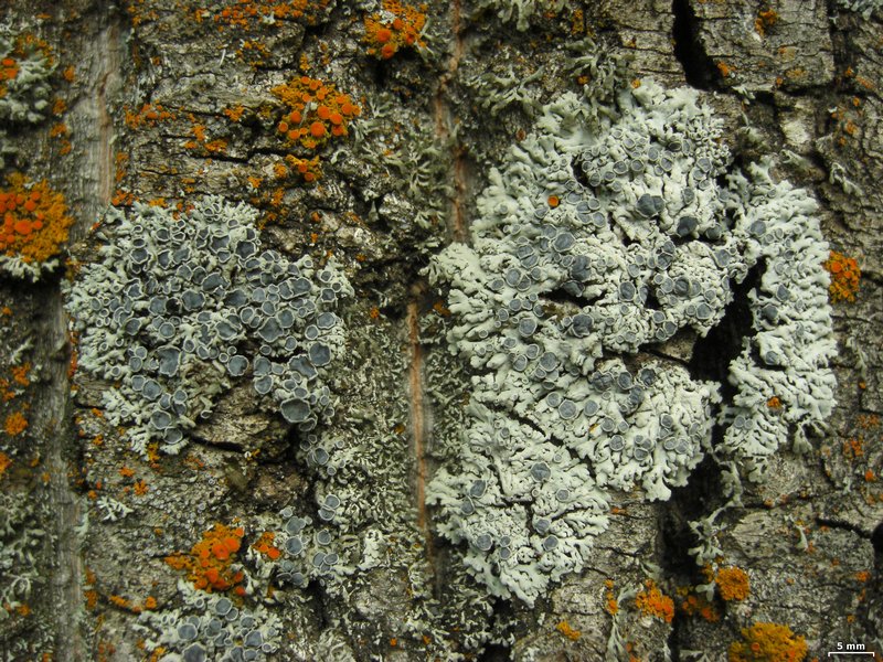 Physcia stellaris