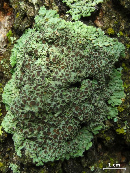 Physcia stellaris