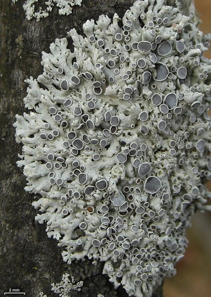 Physcia stellaris
