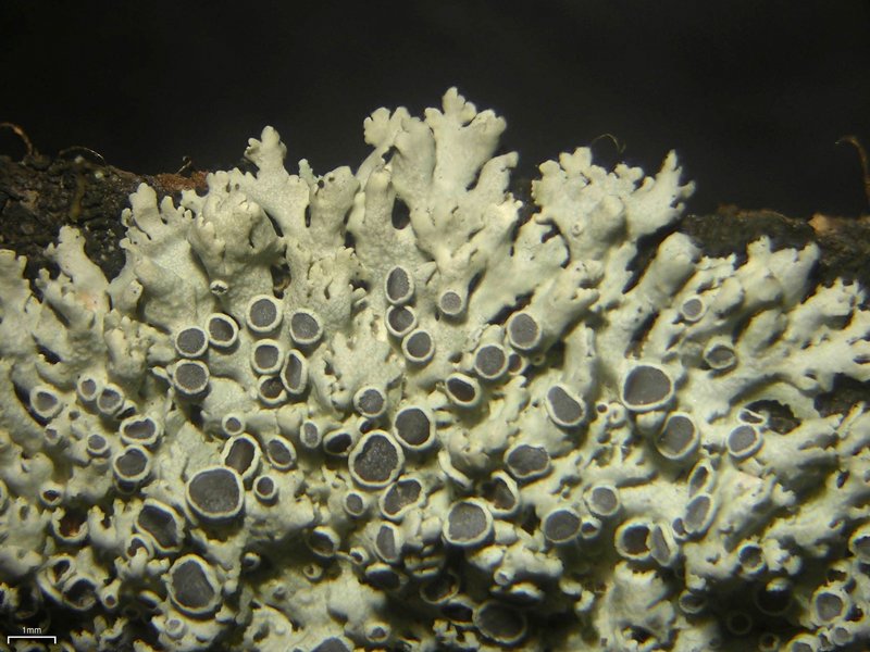 Physcia stellaris