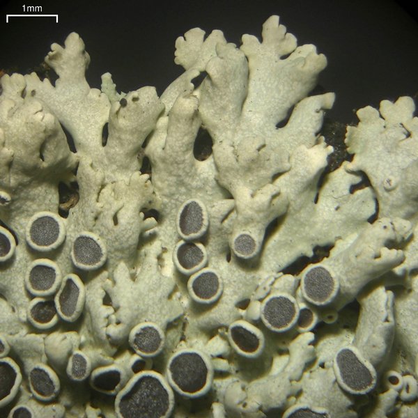 Physcia stellaris