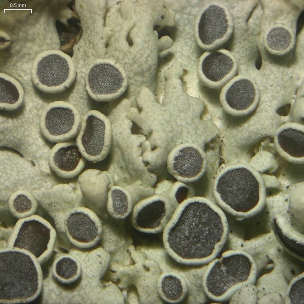 Physcia stellaris