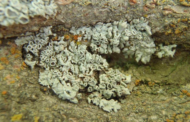 Physcia stellaris
