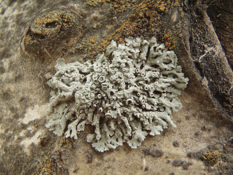 Physcia stellaris