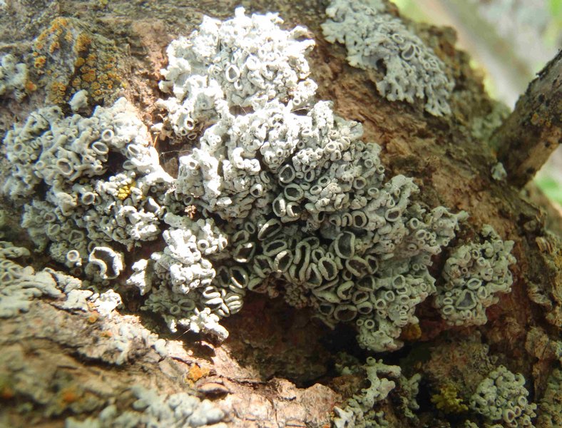 Physcia stellaris