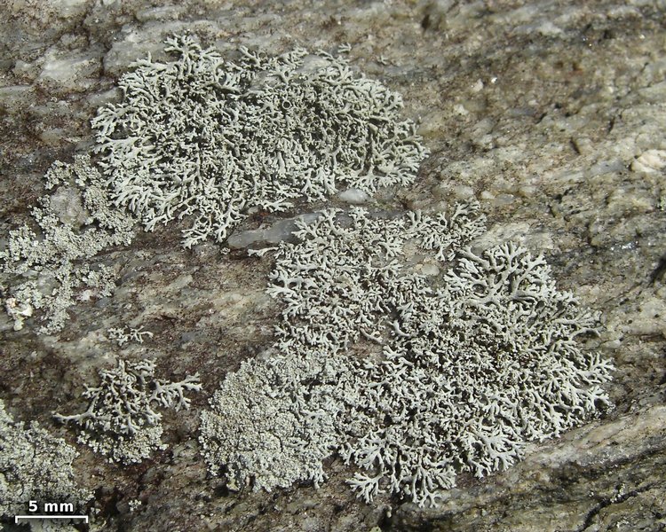 Physcia subtilis
