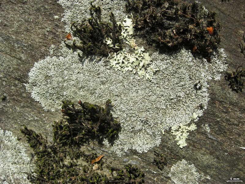 Physcia subtilis